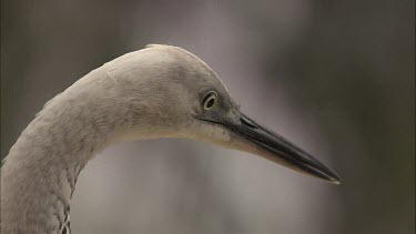 Close up of White-Necked Heron head