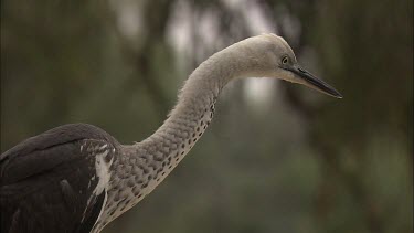 White-Necked Heron