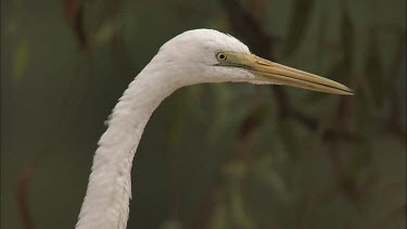 Close up of Egret head