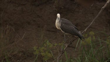 White-Necked Heron perched on branch