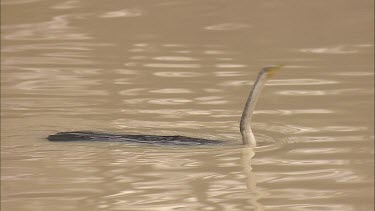 Pied Cormorant swimming and diving