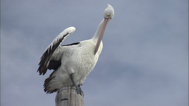 Pelican preening and perched on a wooden post