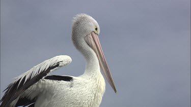 Close up of Pelican preening breast feathers