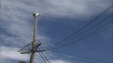 Pelican preening perched on hydro electricity pole