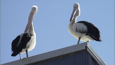 Pelicans perched on a building roof