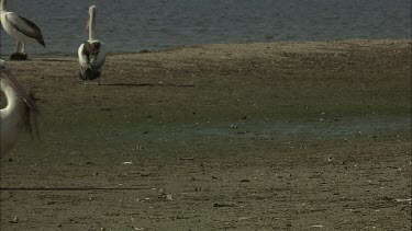 Pelican bringing nesting material to mate