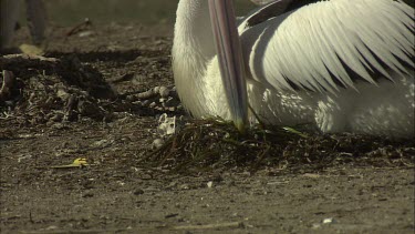 Pelican arranging sea grass nesting material