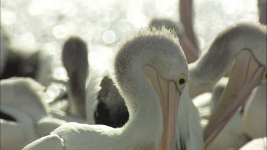 Pelican and unfeathered hatchling chick