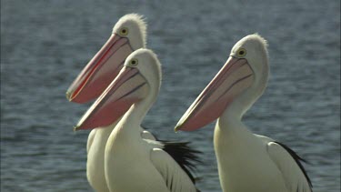 Breeding Pelicans with coloured bills courting