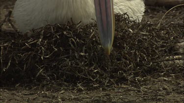 Pelican building a nest