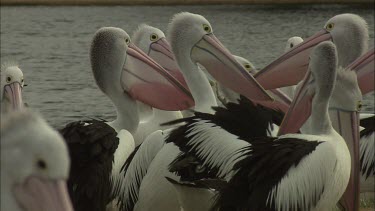 breeding Pelicans with coloured bills courting