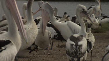 Flock of Pelicans and Pelican feeding hatchling