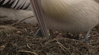 Pelican sitting on hatchling