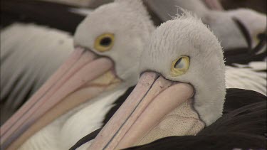 Close up of Pelican heads one sleeping eyes closed