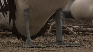 Close up of Pelican feet