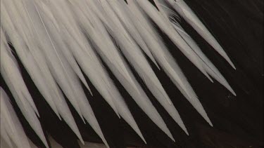 Close up of Pelican wing feathers