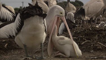 Pelican feeding hatchling