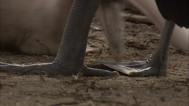 Close up of Pelican feet