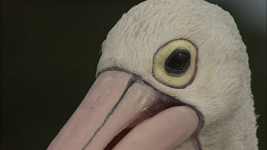 Close up of Pelican face