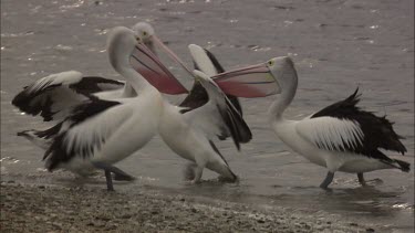 Pelican feeding older hatchling on the beach water shore, chick will not remove beak and pelican parent helps