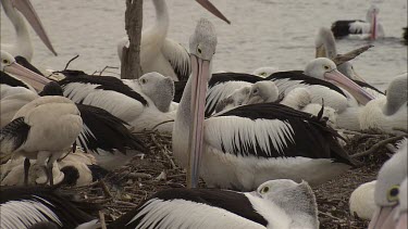 Flock of Pelicans