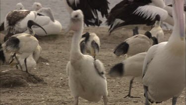 Young Pelican walking behind parent , straw necked Ibis in BG