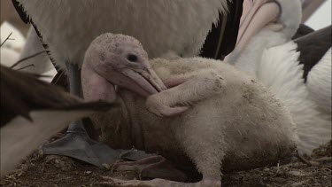 Young Pelican biting itself