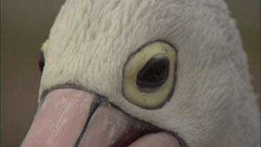 Close up of Pelican eye