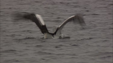 Young Pelican swimming and flapping wings attempting first flight