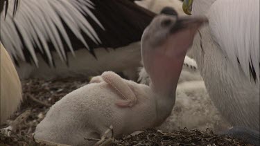 Young Pelican feeding