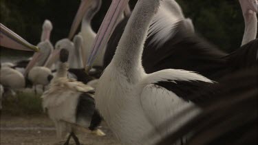 Flock of Pelicans on shore attacking young one