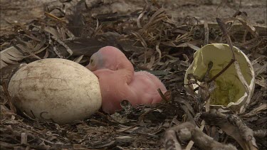 Newly hatched pelican chick with egg shell and unhatched egg in nest