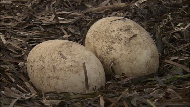 Pair of Pelican eggs