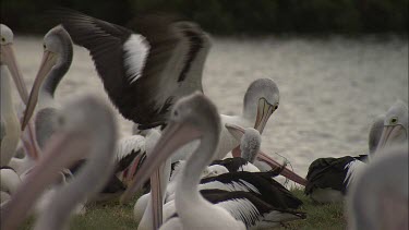 Flock of Pelicans roosting  pair mating