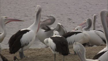 Flock of Pelicans and some are fighting chasing juvenile away