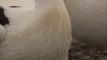 Close up of Pelican neck feathers