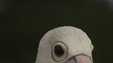 Close up of Pelican head