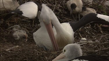 Pelican sitting on an egg brooding incubating