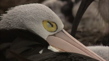 Close up of Pelican head sleeping