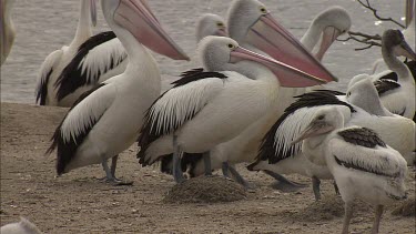 Pelican standing on a mound