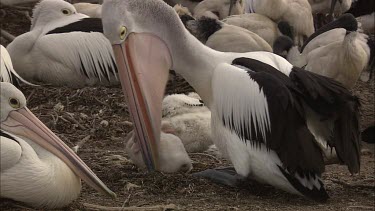 Pelican regurgitating fish mush feeding hatchling