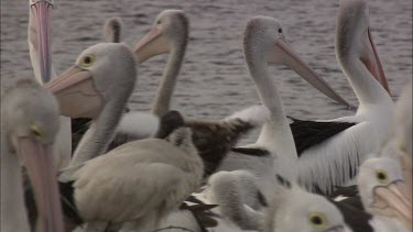 Pelican walking through flock