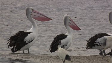 Group of Pelicans in breeding colours, displaying fluttering beaks