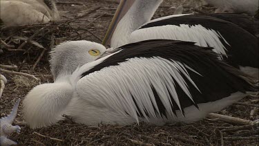 Pelican resting sleeping on their nest