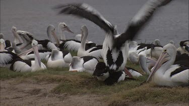 Pelican mating on another Pelican