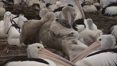 Young Pelicans grooming preening their feathers