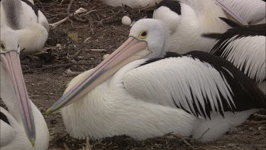 Colony of Pelicans