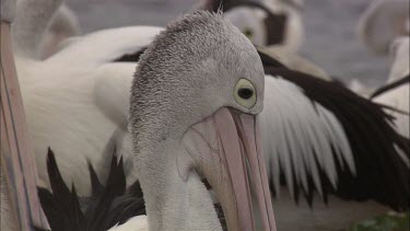 Pelican feeding young pink hatchling