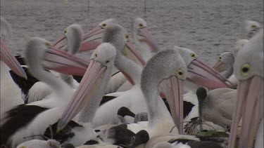 Flock of Pelicans some with breeding colours