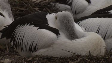 Close up of nesting Pelican